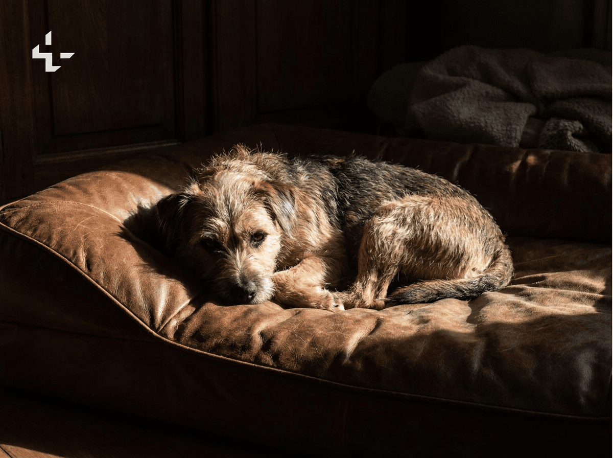 Dog laying on a bed with sunlight coming in